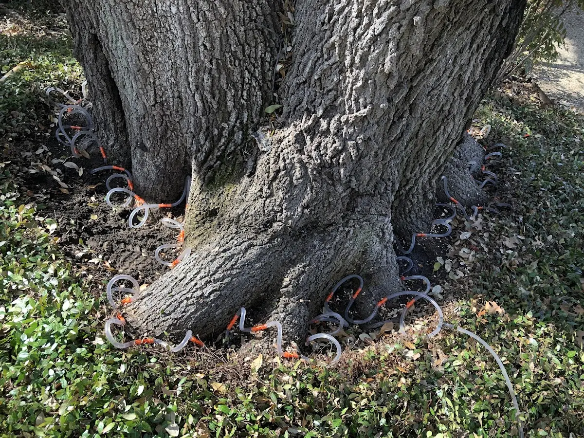 Detailed Tree Cabling and Bracing job site in Pollock