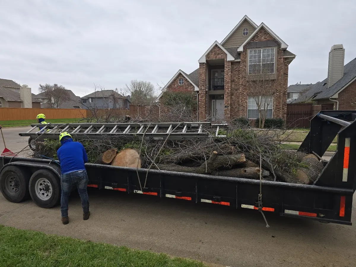 Expert Tree Removal with proper safety equipment in Pollock
